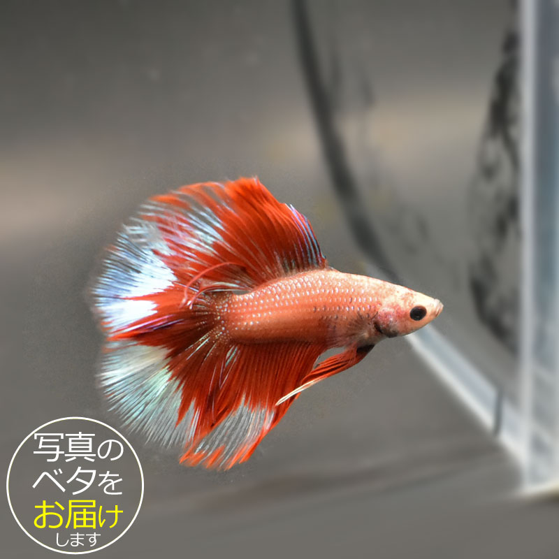【楽天市場】【ベタ】ダブルテール ♂ 個体番号:bta-dt316 ベタ 熱帯魚 闘魚 きれい 美しい 高級 一点もの インテリア ...