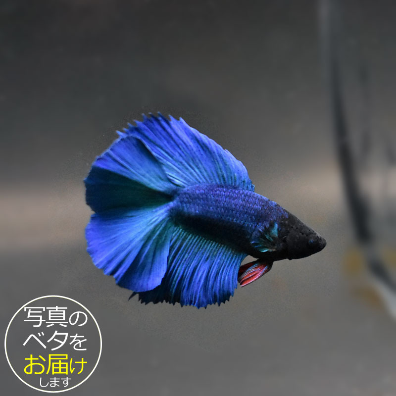 【楽天市場】【ベタ】ダブルテール ♂ 個体番号:bta-dt339 ベタ 熱帯魚 闘魚 きれい 美しい 高級 一点もの インテリア ...