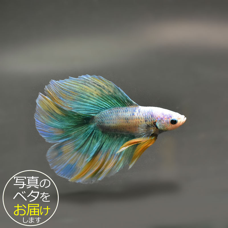 【楽天市場】【ベタ】ダブルテール ♂ 個体番号:bta-dt356 ベタ 熱帯魚 闘魚 きれい 美しい 高級 一点もの インテリア ...