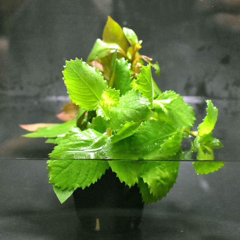 【ピコさん専用】アナカリス 水草 中型 大束 plt-ankrs_2.jpg
