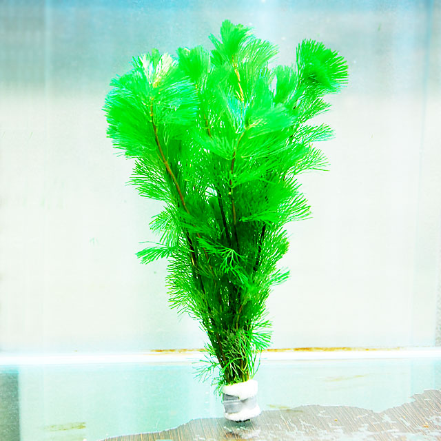 【ピコさん専用】アナカリス 水草 中型 大束 ピコさん専用】アナカリス 水草 中型 大束 楽天市場】(水草