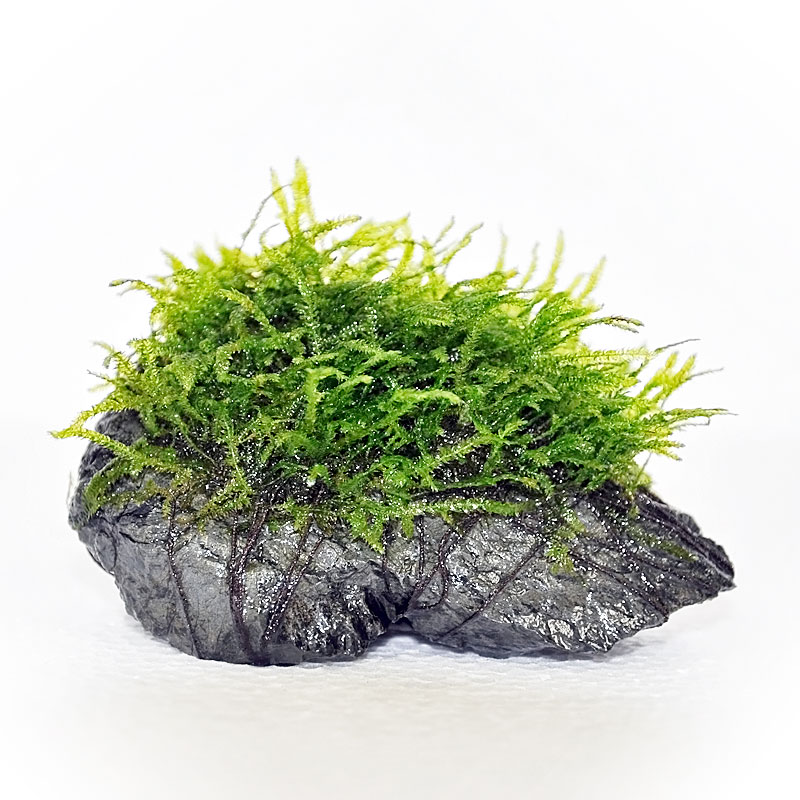 新鮮な水草 手のひらサイズ 新鮮な水草 手のひらサイズ