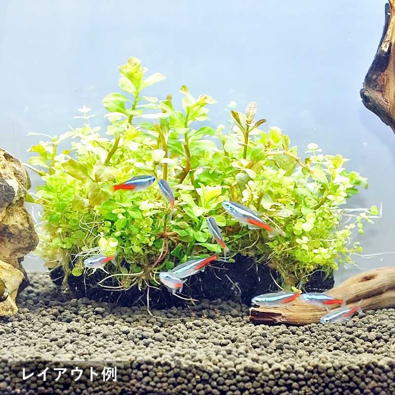 市場 水草 お手軽レイアウト水草 Mサイズ 2個セット レイアウト
