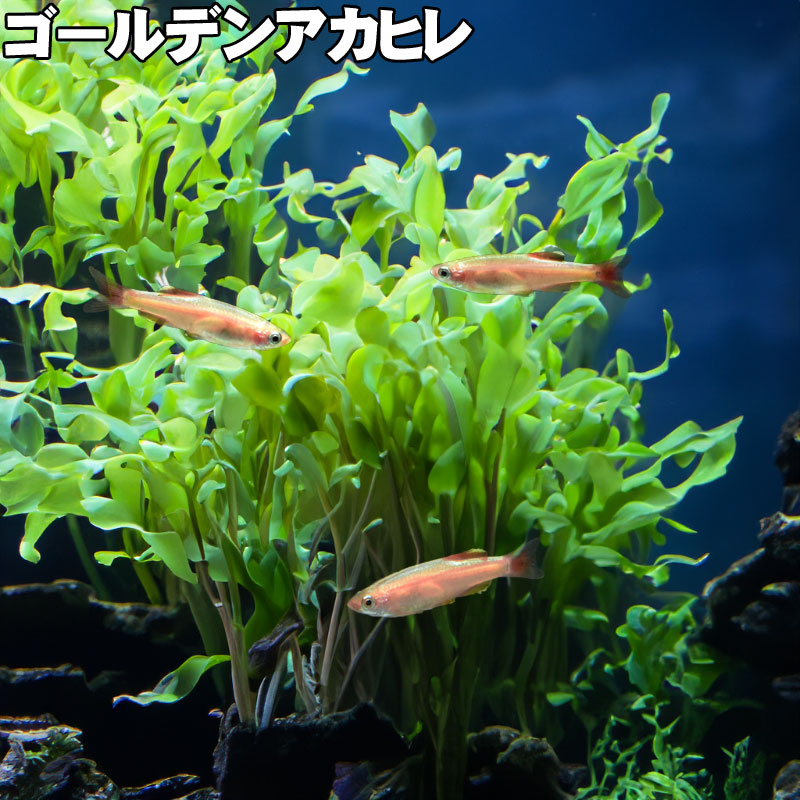 ゴールデンアカヒレ(小型・観賞魚)