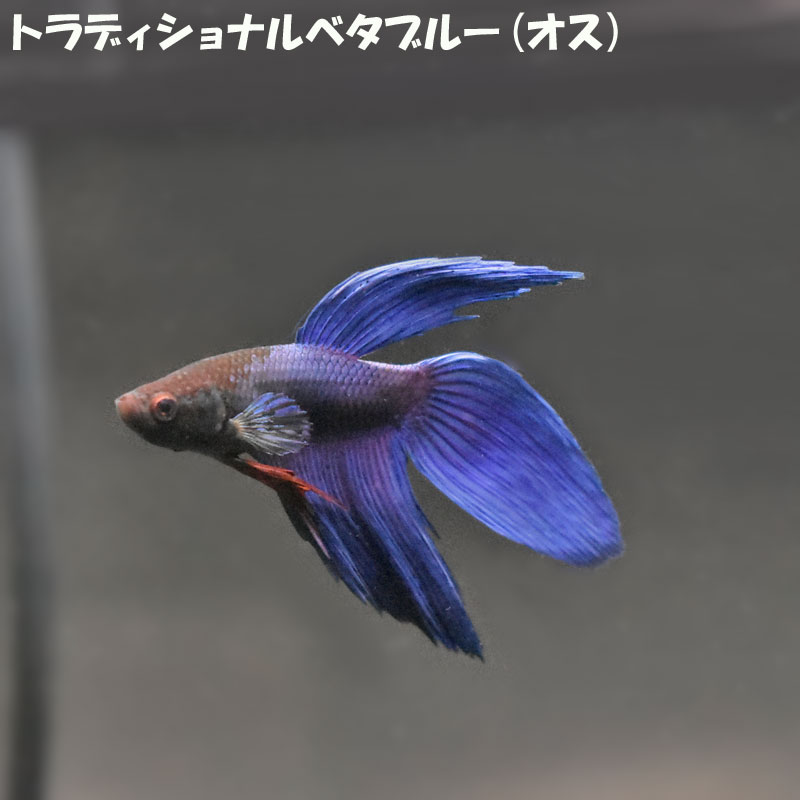 楽天市場】【ベタ】トラディショナルベタ レッド ブルー パステル 