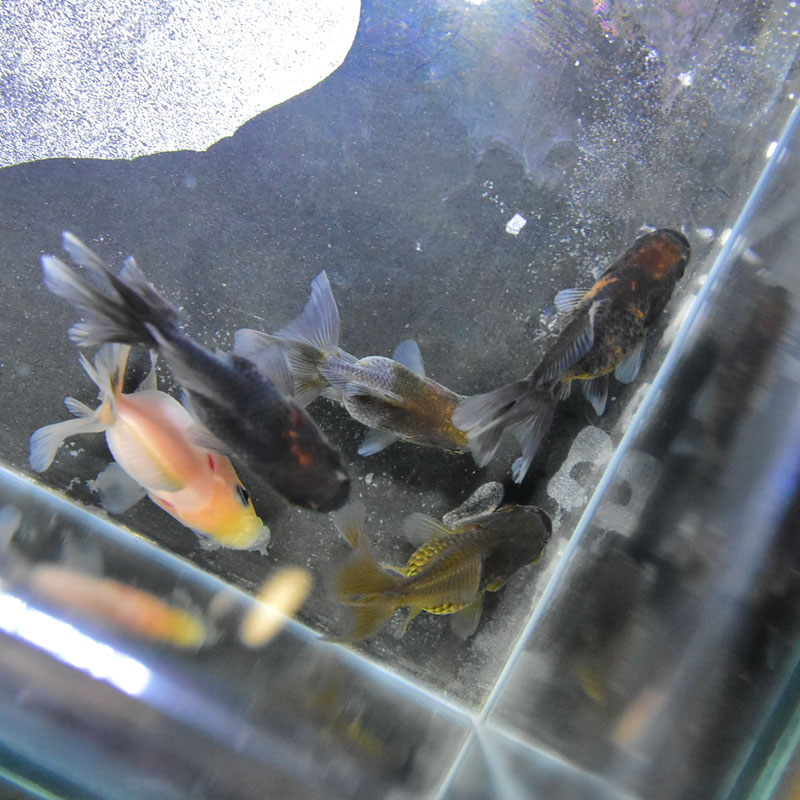 金魚王子 ベビーローズテールオランダ 4 5 5 5センチ前後 カラーミックス5匹セット 個体番号sel143 5 金魚 きんぎょ 生体 オランダ獅子頭 厳選個体 Aplusfinance Blog Com