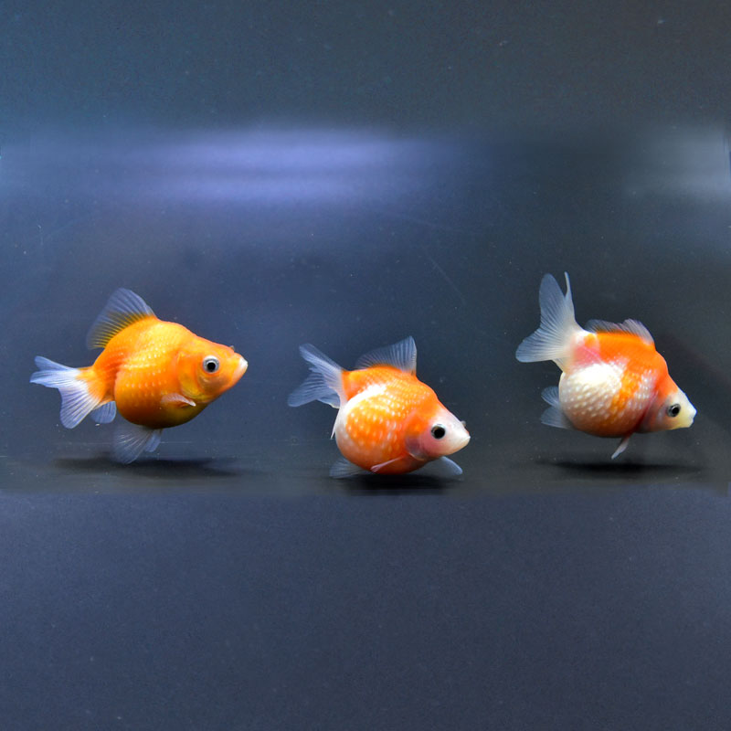 金魚) ピンポンパール (4～4.5cm) 【5匹セット】 (金魚/観賞魚/生体/かわいい)