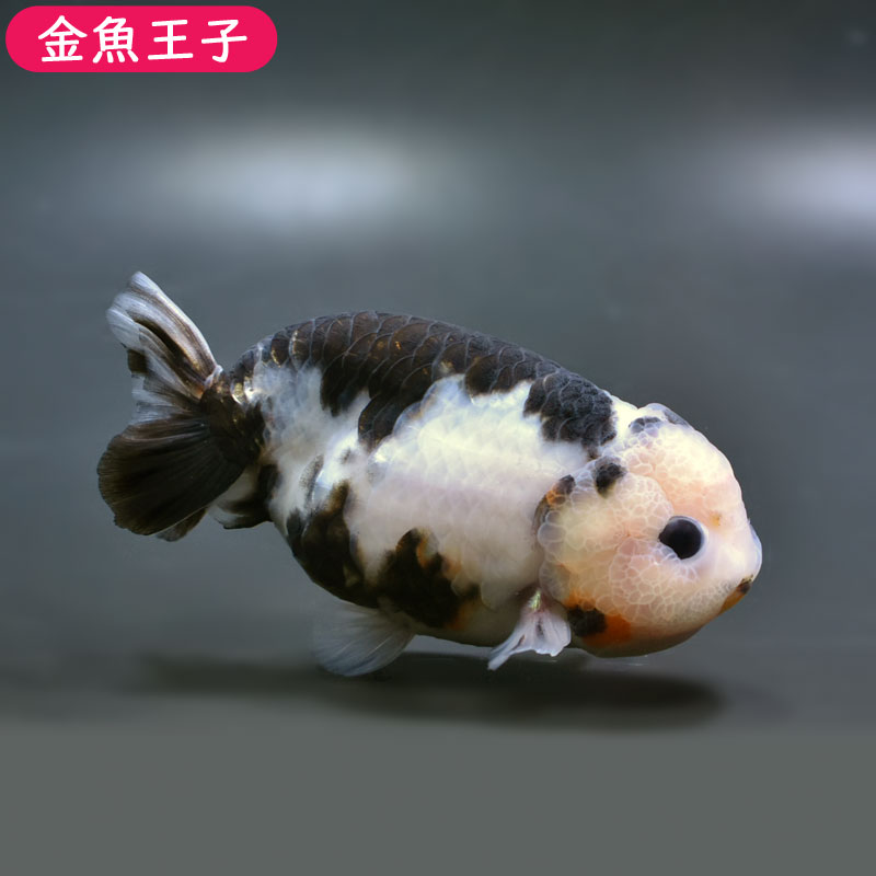 金魚王子 白黒らんちゅう 個体番号 Fgh452 11センチ前後 金魚