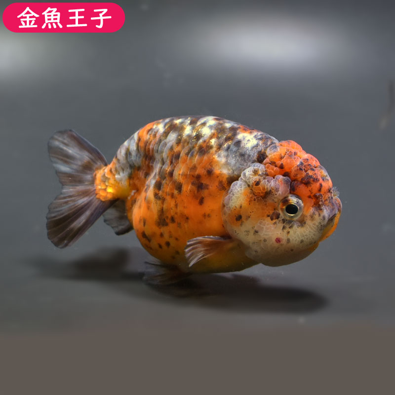 金魚王子 変わり柄らんちゅう 個体番号 Fgh457 10 5センチ前後