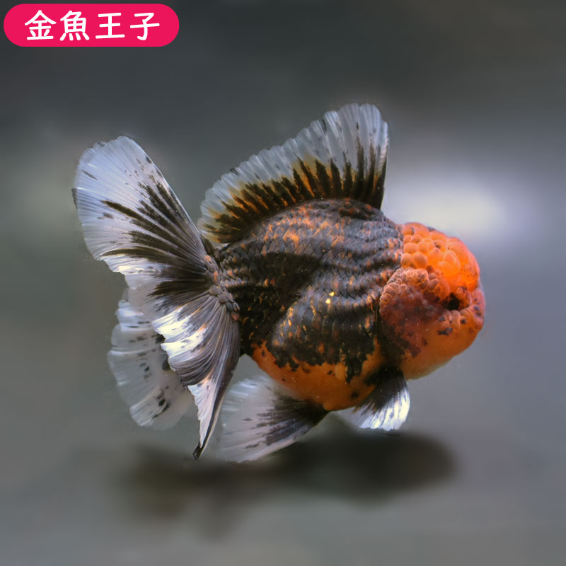 ☆ 水槽 金魚 イケス ☆ | sgh.com.co