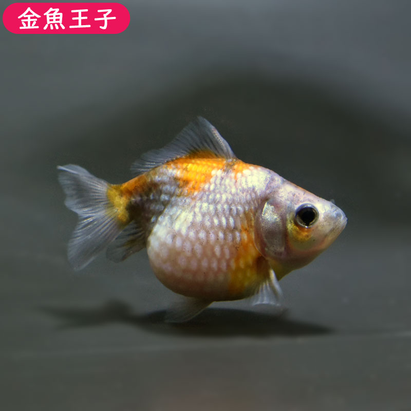 安価 キャリコピンポンパール 5 6センチ前後 個体番号 Mju704 金魚 きんぎょ 生体 パールスケール 厳選個体 Bellofestas Com Br