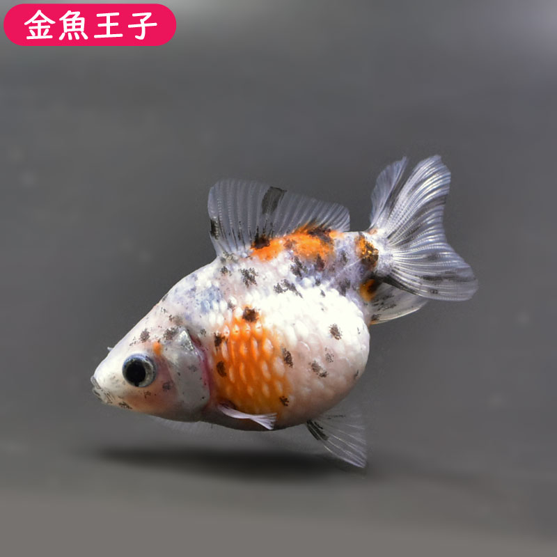 キャリコピンポンパール 6 5cm 1cm前後 個体番号 Mju870 金魚 きんぎょ 生体 パールスケール 厳選個体 高評価の贈り物