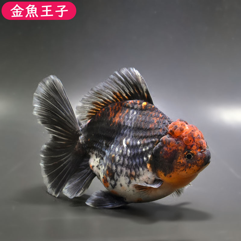 金魚 オランダ獅子頭 4匹セット