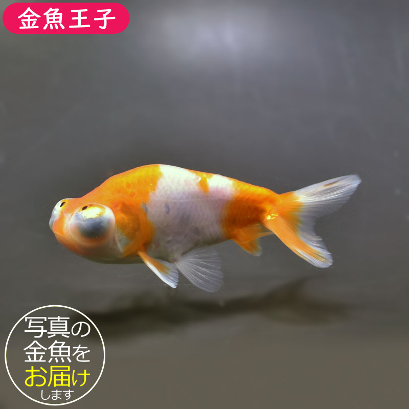 楽天市場】【金魚王子】桜頂天眼 10cm前後 (個体番号：bgt861) 金魚 きんぎょ 生体 頂天眼 厳選個体 : アクアステージ