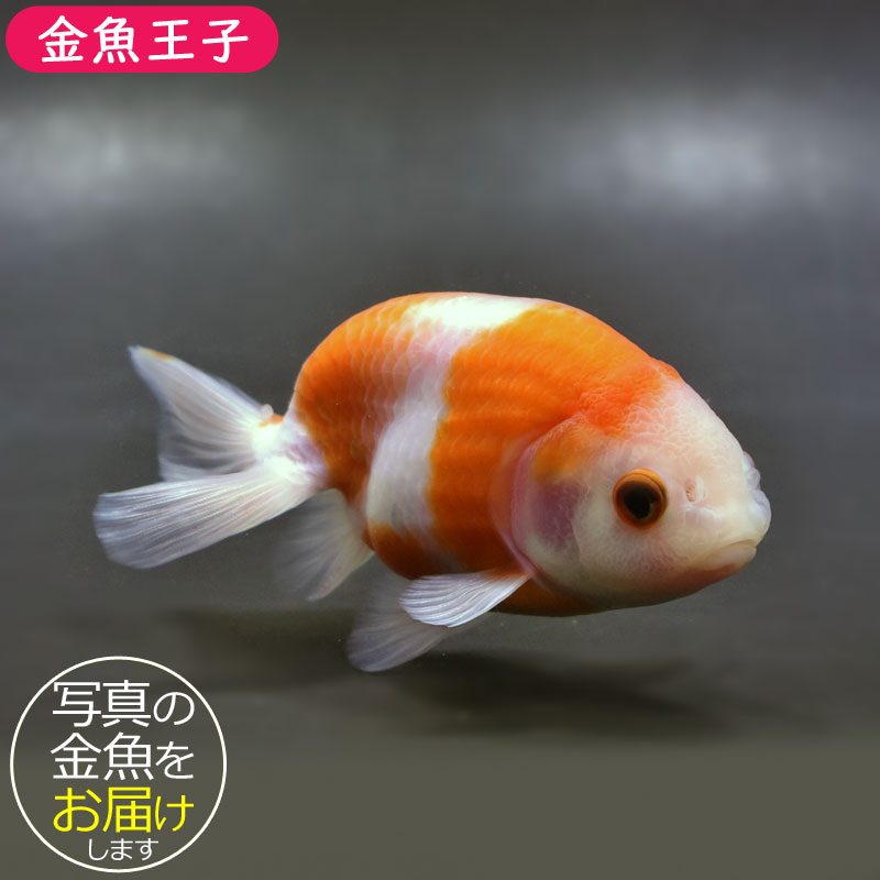 ＦＦ妃蘭 桜錦 12cm±(金魚)｜売買されたオークション情報、yahooの商品情報をアーカイブ公開 - オークファン -  ペット、生き物（selfcarenail.com）