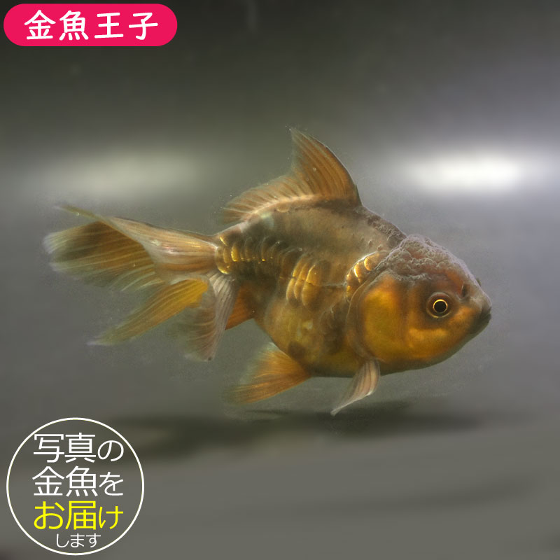 楽天市場】【金魚王子】東錦 14.5cm前後 (個体番号：cde143