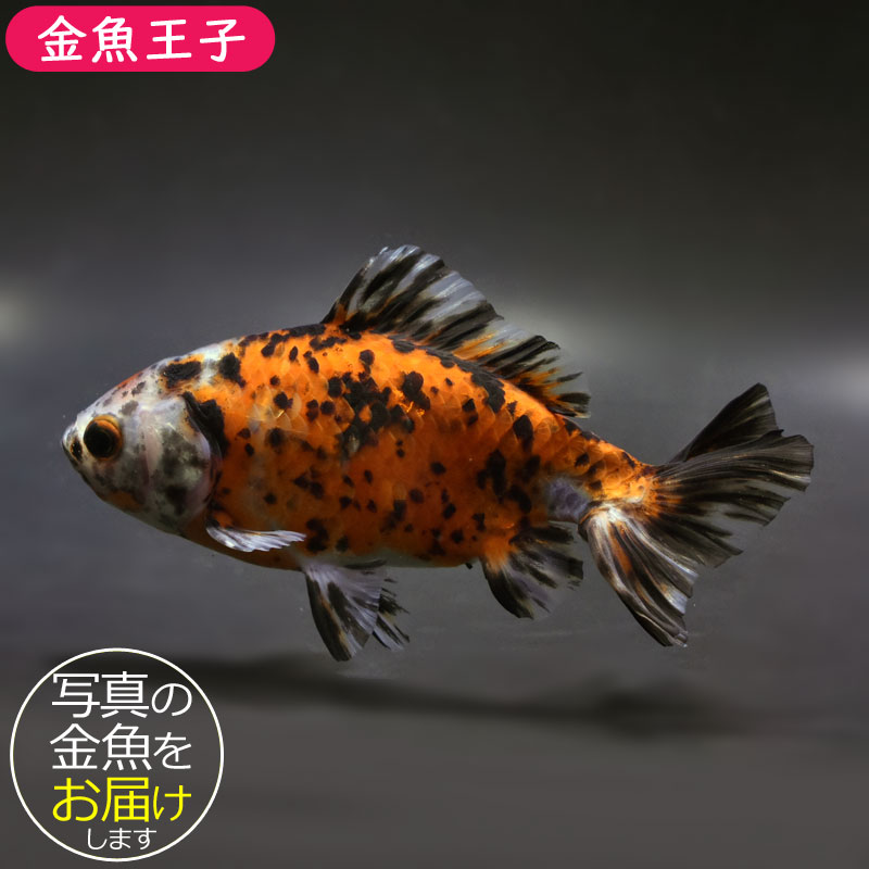 楽天市場】【金魚王子】三色和金（四つ尾） 15cm前後 (個体番号