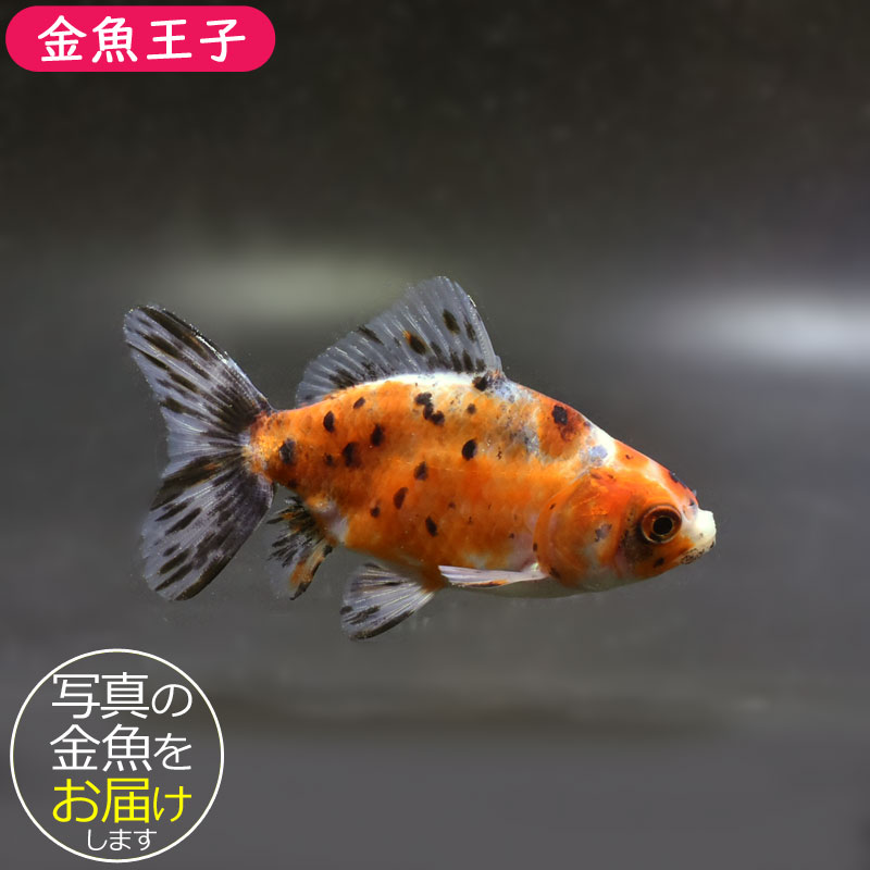 ウ*ネ様 ekizochika エキゾチカ　胴回り26～34㎝ぐらい　金魚柄　浴 ウ*ネ様 ekizochika エキゾチカ 胴回り26～34㎝ぐらい 金魚柄 浴