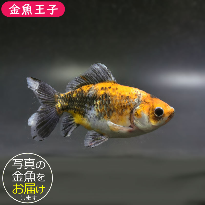 楽天市場】【金魚王子】三色和金（四つ尾） 15cm前後 (個体番号