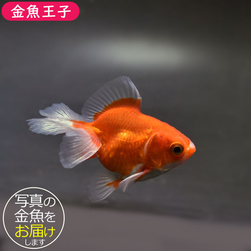 楽天市場】【金魚王子】三色和金（四つ尾） 15cm前後 (個体番号