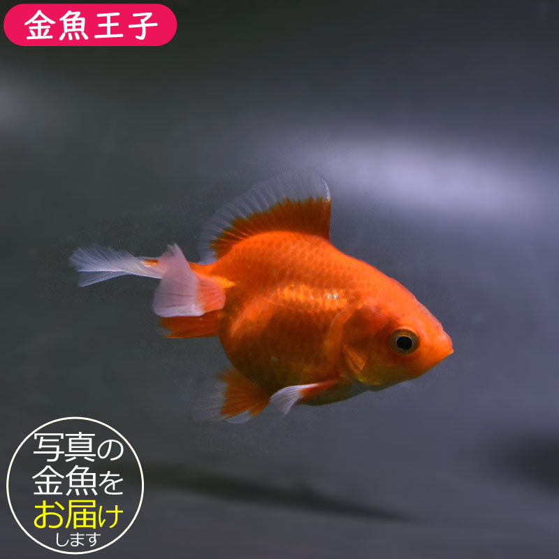 金魚　 vfr581-2.jpg
