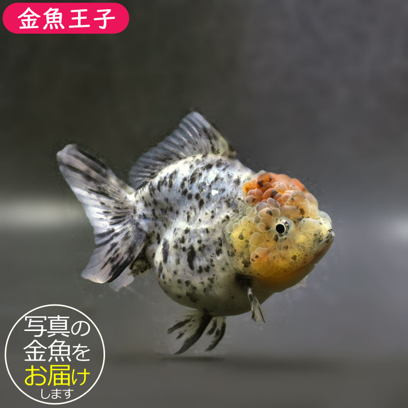 楽天市場】【金魚王子】東錦 14.5cm前後 (個体番号：cde143