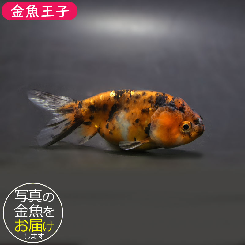 【金魚王子】ゼブラネコガシラ 9cm前後 (個体番号：cde681) 金魚 きんぎょ 生体 らんちゅう 厳選個体