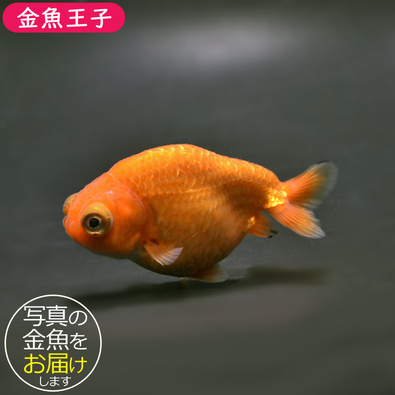 【金魚王子】レッド出目らんちゅう 8.5cm前後 (個体番号：cde932) 金魚 きんぎょ 生体 らんちゅう 厳選個体