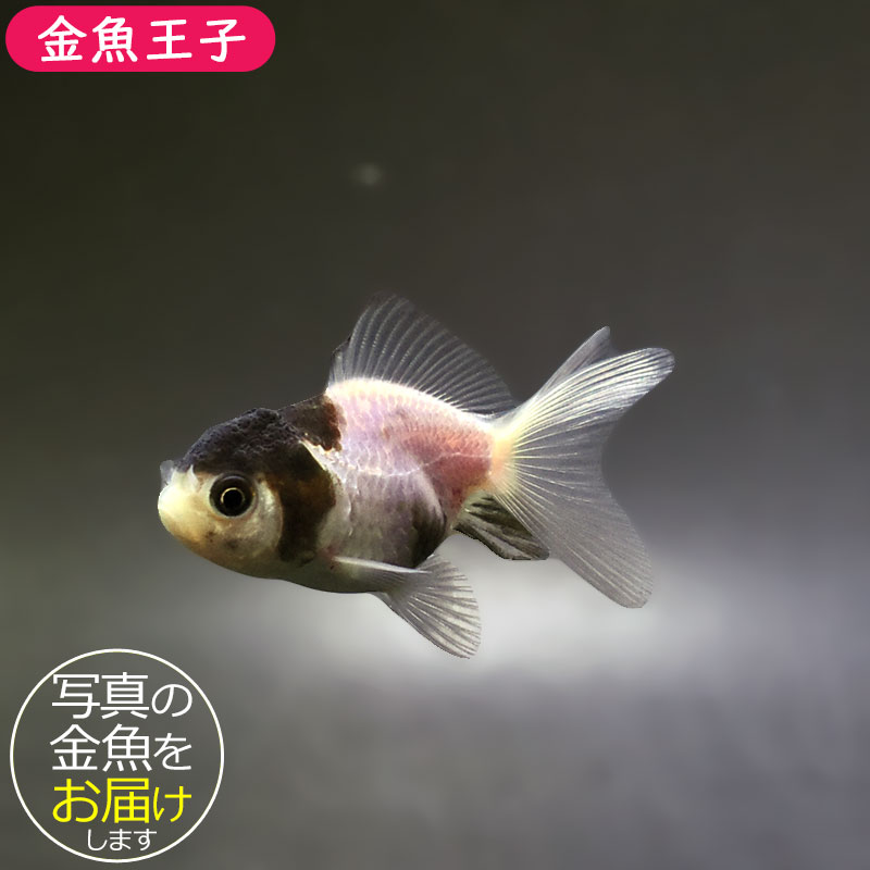 楽天市場】【金魚王子】白黒オランダ 6.5±1cm前後 (個体番号：xsw247