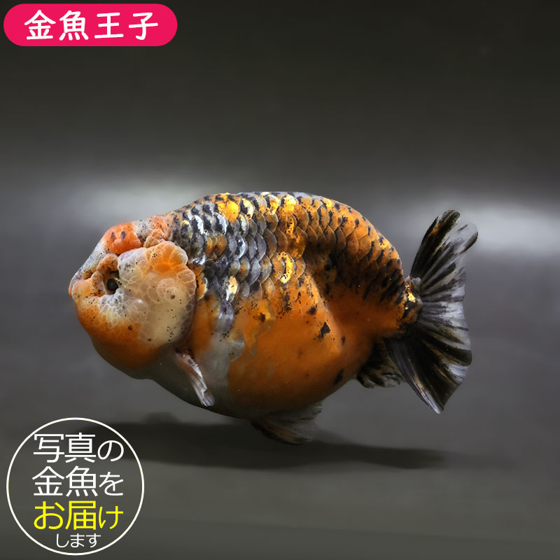【金魚王子】キリンらんちゅう 12cm前後 (個体番号：xsw301) 金魚 きんぎょ 生体 らんちゅう 厳選個体