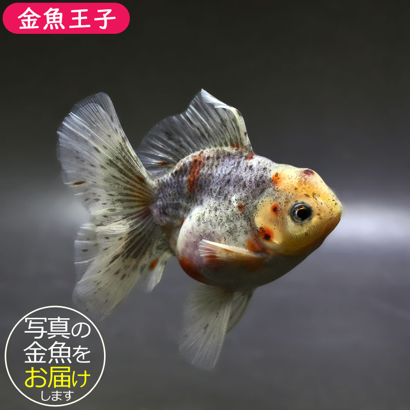 【金魚王子】キリンハーフムーンオランダ 11cm前後 (個体番号：xsw314) 金魚 きんぎょ 生体 オランダ獅子頭 厳選個体