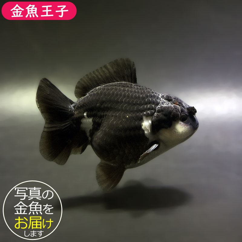 【金魚王子】白黒オランダ 9±1cm前後 (個体番号：xsw331) 金魚 きんぎょ 生体 オランダ獅子頭 厳選個体