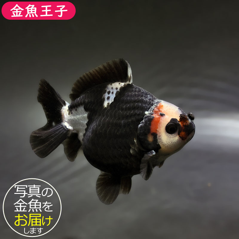 【金魚王子】トリカラーオランダ 9±1cm前後 (個体番号:xsw346) 金魚 きんぎょ 生体 オランダ獅子頭 厳選個体