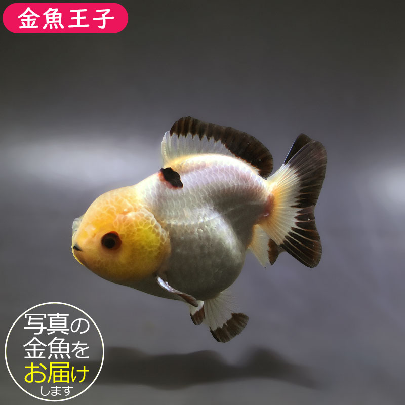 【金魚王子】トリカラーオランダ 9±1cm前後 (個体番号：xsw494) 金魚 きんぎょ 生体 オランダ獅子頭 厳選個体 11,011円