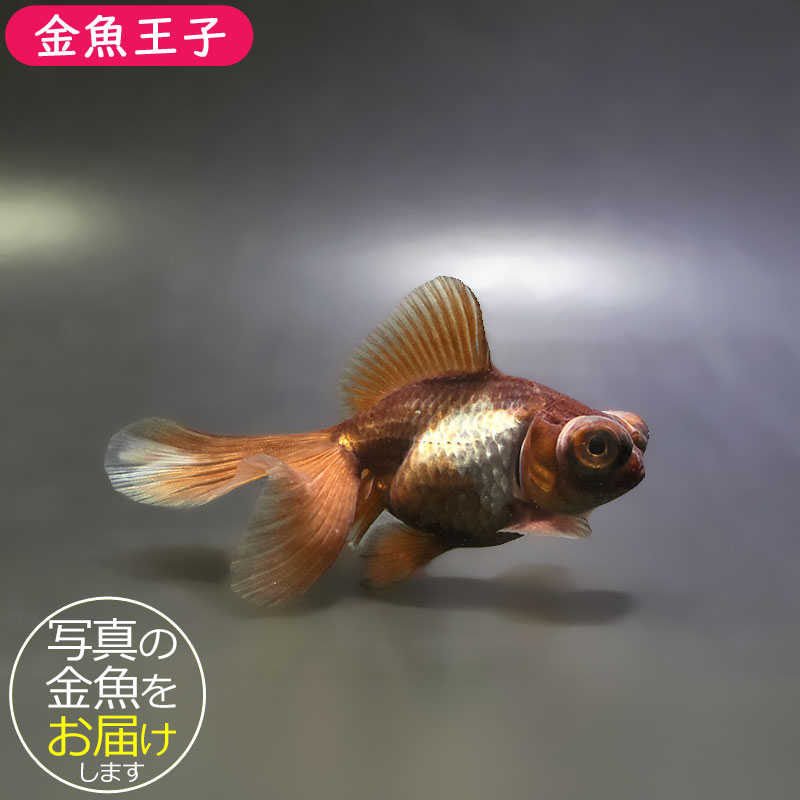 【金魚王子】メノウ蝶尾 10cm前後 (個体番号：xsw523) 金魚 きんぎょ 生体 蝶尾 厳選個体