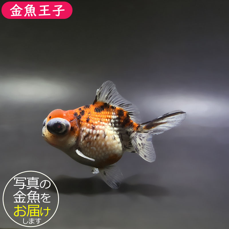 【金魚王子】キャリコ出目浜錦 9.5cm前後 (個体番号：xsw581) 金魚 きんぎょ 生体 パールスケール 厳選個体