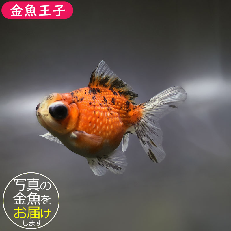【金魚王子】キャリコ出目浜錦 10cm前後 (個体番号：xsw583) 金魚 きんぎょ 生体 パールスケール 厳選個体