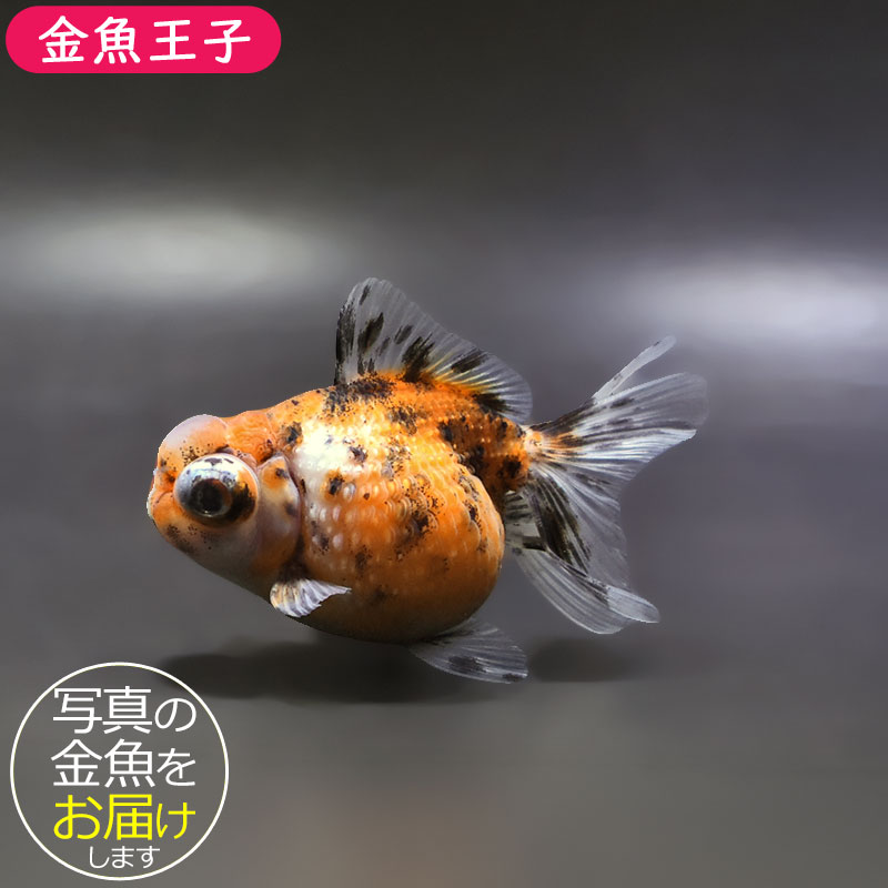 【金魚王子】キャリコ出目浜錦 10cm前後 (個体番号：xsw584) 金魚 きんぎょ 生体 パールスケール 厳選個体 6,468円