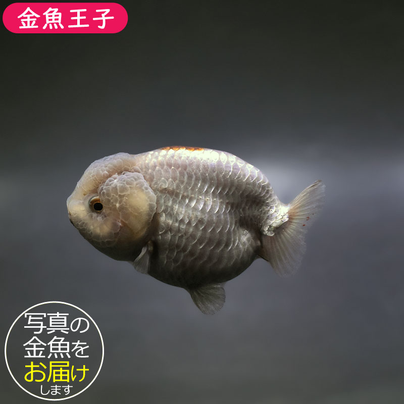 【金魚王子】メノウらんちゅう 8±1cm前後 (個体番号：xsw603) 金魚 きんぎょ 生体 らんちゅう 厳選個体