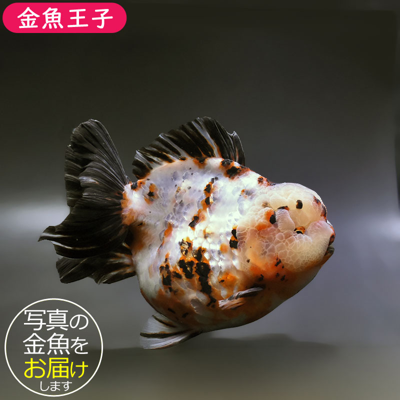 【金魚王子】三色ショートテールオランダ 17cm前後 (個体番号:xsw631) 金魚 きんぎょ 生体 オランダ獅子頭 厳選個体
