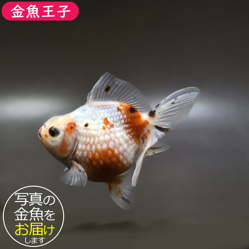 【金魚王子】キャリコピンポンパール 10cm前後 (個体番号：xsw644) 金魚 きんぎょ 生体 パールスケール 厳選個体｜アクアステージ