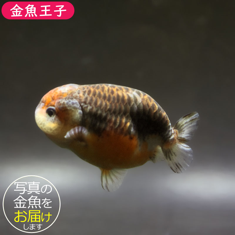 【金魚王子】キリンらんちゅう 9±1cm前後 (個体番号：xsw664) 金魚 きんぎょ 生体 らんちゅう 厳選個体
