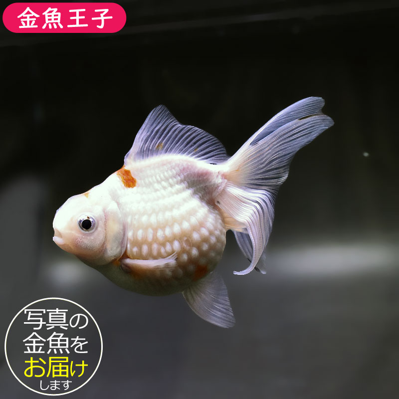 【金魚王子】更紗ピンポンパール 10.5cm前後 (個体番号：xsw952) 金魚 きんぎょ 生体 パールスケール 厳選個体｜アクアステージ