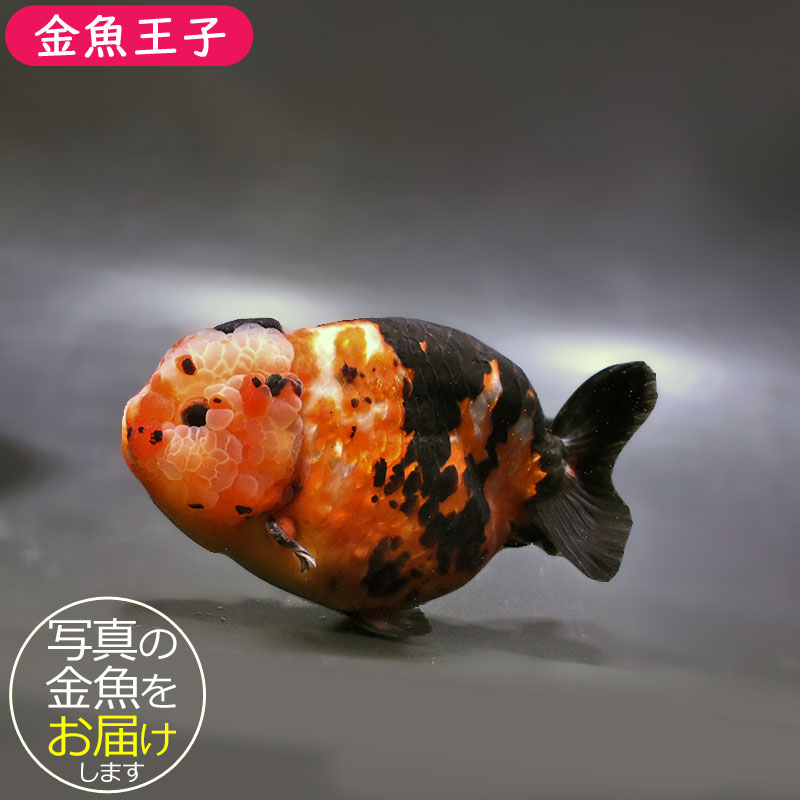 【金魚王子】江戸錦 13cm前後 (個体番号:zaq231) 金魚 きんぎょ 生体 らんちゅう 厳選個体|アクアステージ