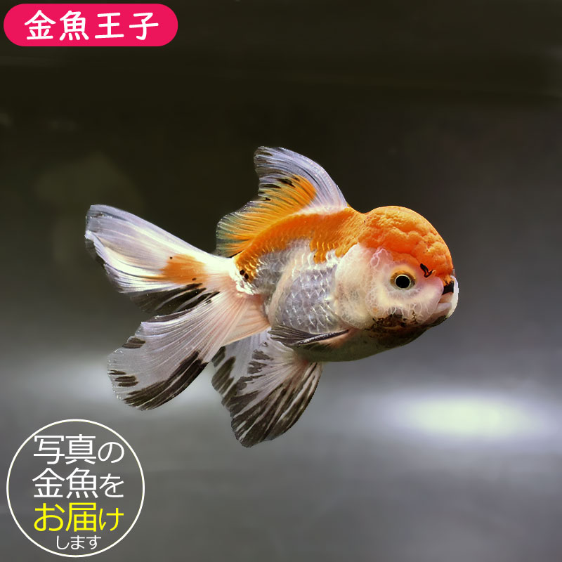 【金魚王子】変わり柄バルーンオランダ 10&plusmn;1cm前後 (個体番号：zaq251) 金魚 きんぎょ 生体 オランダ獅子頭 厳選個体｜アクアステージ