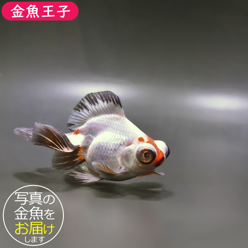 【金魚王子】三色蝶尾 11&plusmn;1cm前後 (個体番号：zaq281) 金魚 きんぎょ 生体 蝶尾 厳選個体｜アクアステージ 13,552円