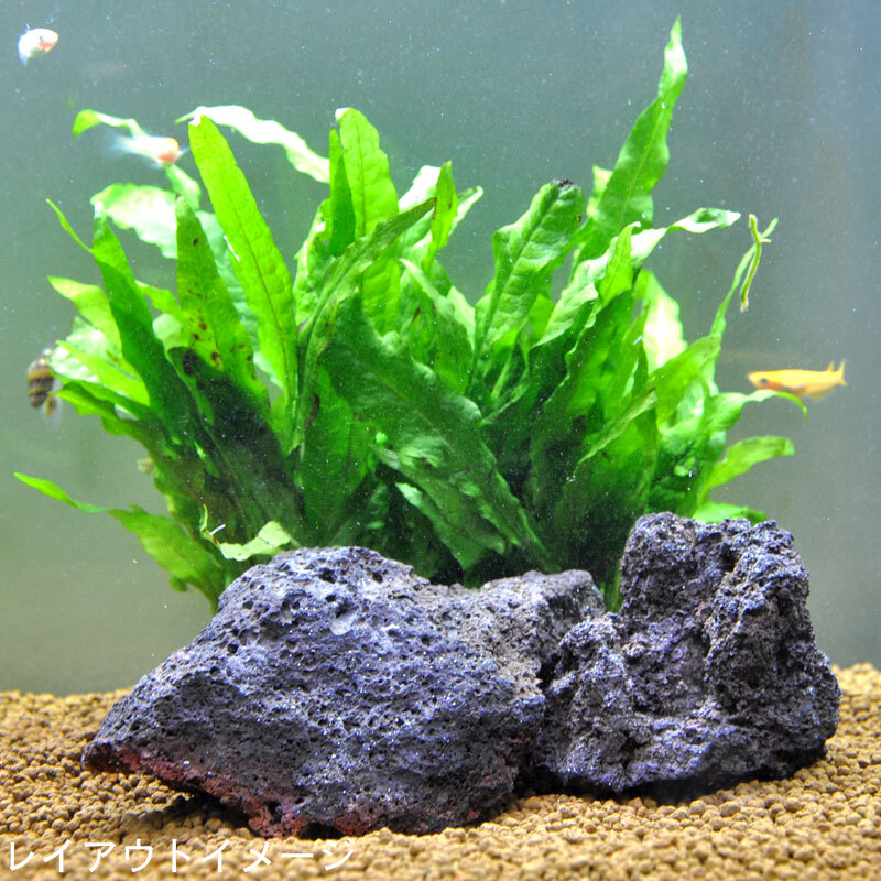 天然石彫刻 魚と水草のデザイン高さ 約3 0cm ×横 約16cm 楽天市場】【送料無料】「石の魚」【御影石】【魚のオーナメント