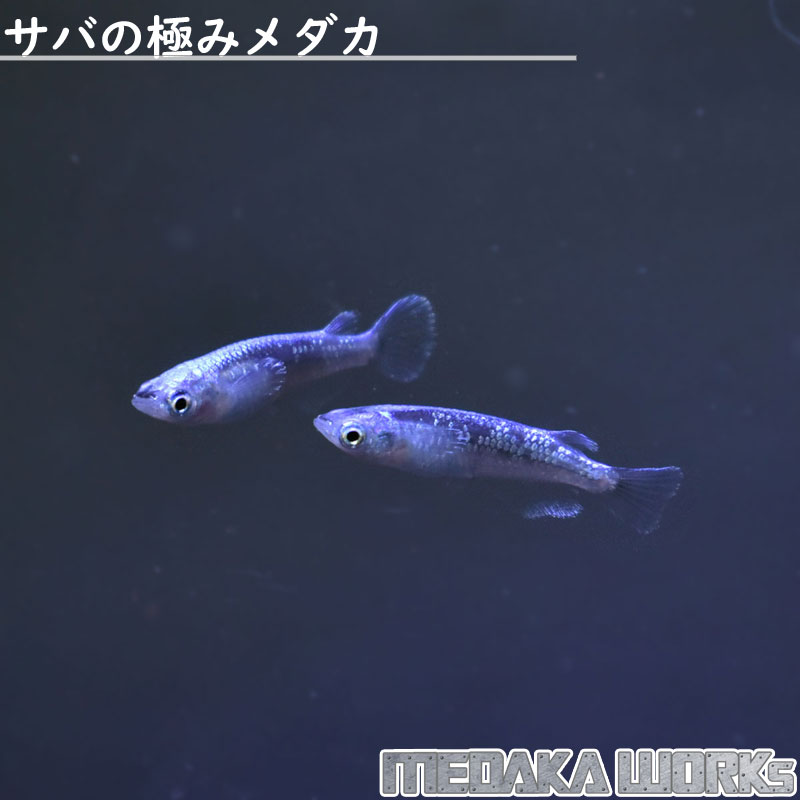 楽天市場】【めだかワークス】変わりメダカミックス Aグレード