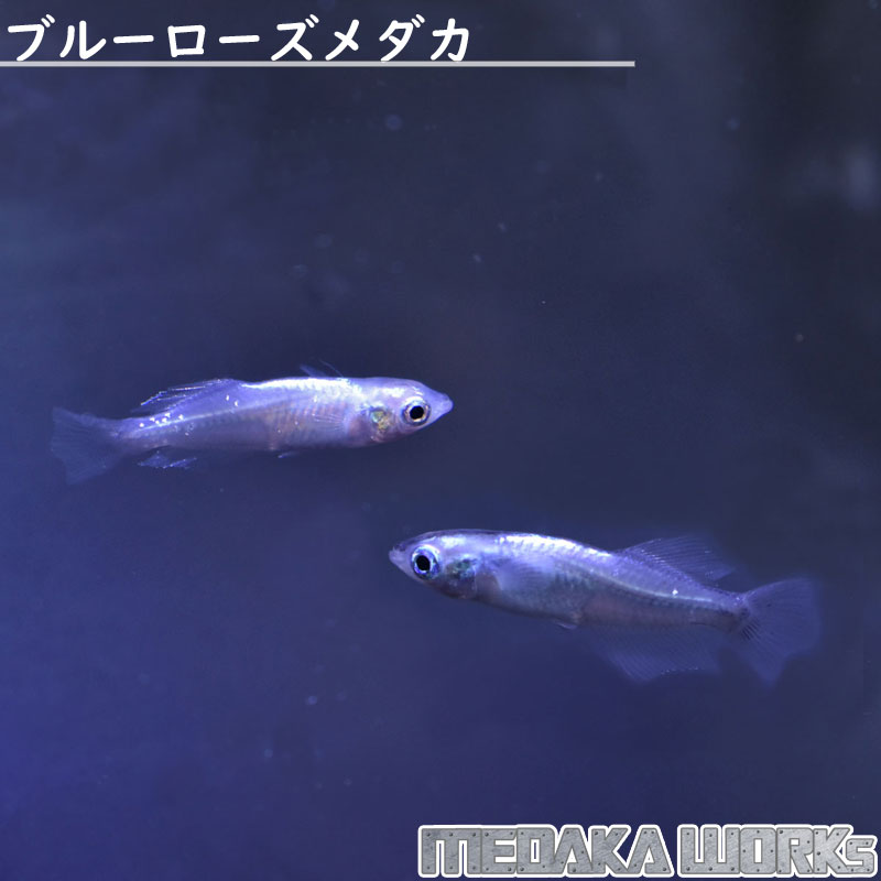 Hot Shinpin めだかワークス ブルーローズメダカ ペア めだか 成魚 観賞魚 淡水魚 飼育 アクアリウム 生体 Kaidoku Css Edu Om