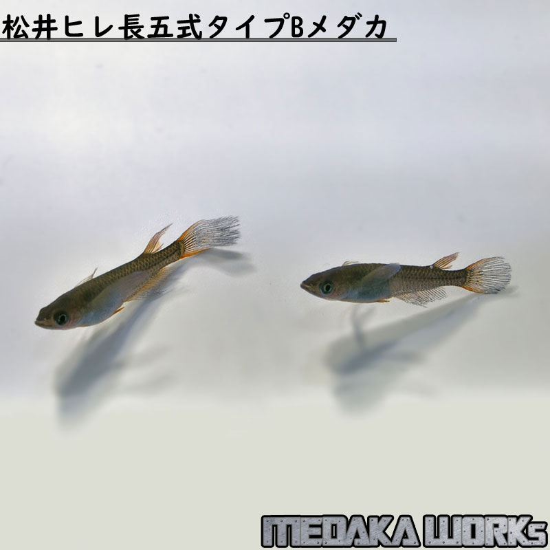 人気no 1 めだかワークス 松井ヒレ長五式タイプbメダカ ペア めだか 成魚 観賞魚 淡水魚 飼育 アクアリウム 生体 数量限定 Css Edu Om